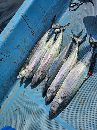 サワラの釣果