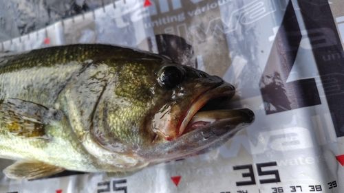 ブラックバスの釣果
