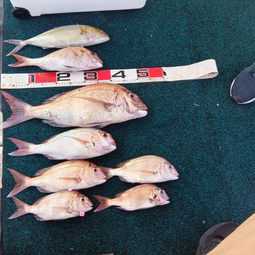 タイの釣果