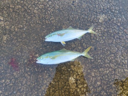 網代浜海水浴場
