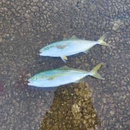 ワカシ