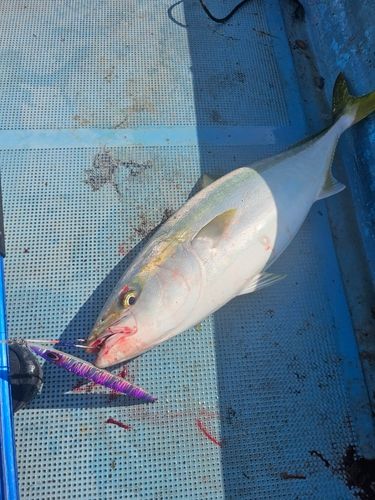 ヤズの釣果