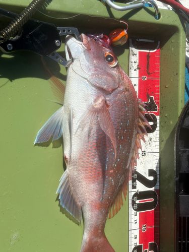 マダイの釣果