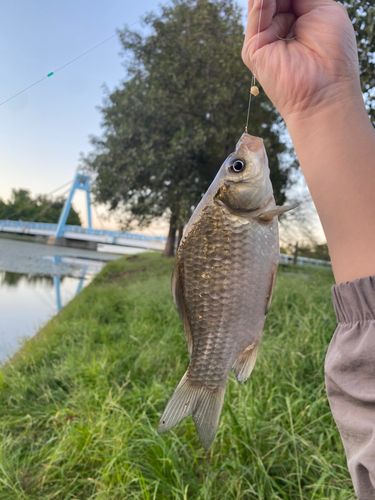 フナの釣果