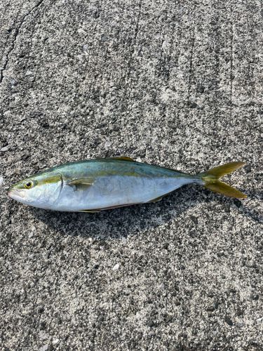 鹿児島湾南部