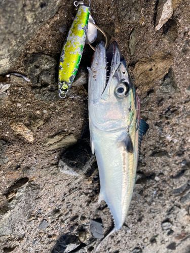 サゴシの釣果