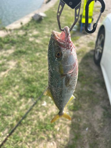 イナダの釣果