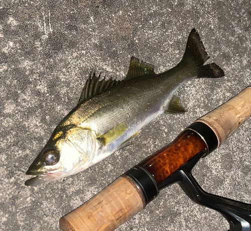 セイゴ（マルスズキ）の釣果