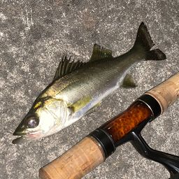 セイゴ（マルスズキ）