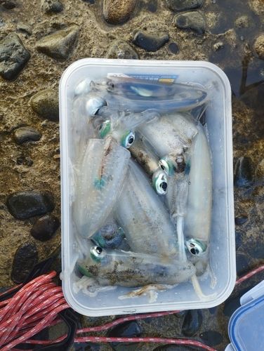 アオリイカの釣果