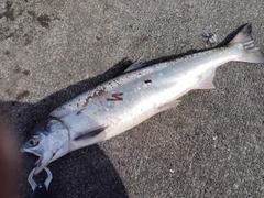 アキアジの釣果