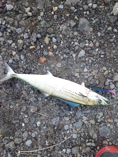 サゴシの釣果