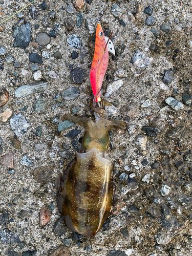 アオリイカの釣果