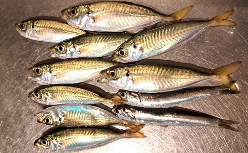 アジの釣果