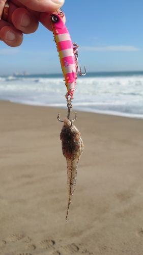 大竹海岸