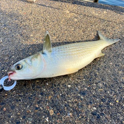ボラの釣果