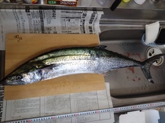 サワラの釣果