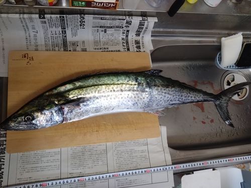 サワラの釣果