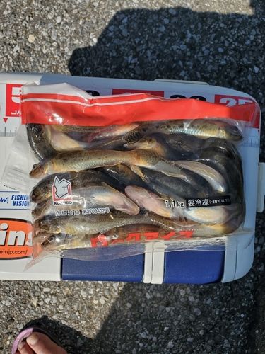 ハゼの釣果