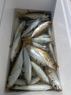 マアジの釣果