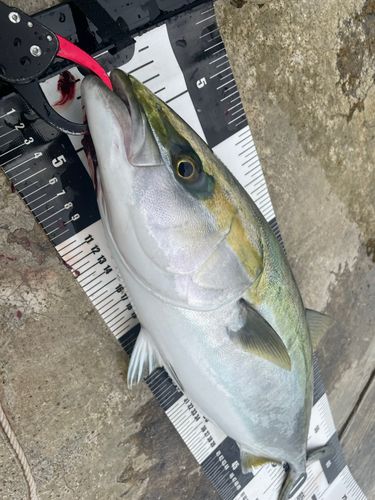 メジロの釣果
