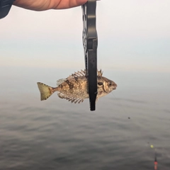 アイゴの釣果