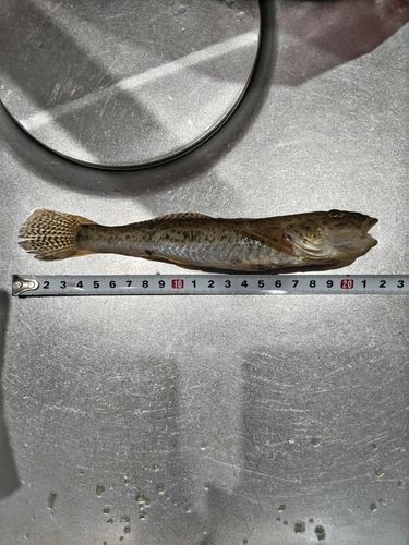 ハゼの釣果