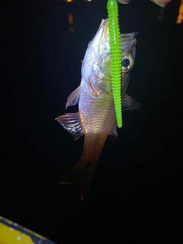 ネンブツダイの釣果