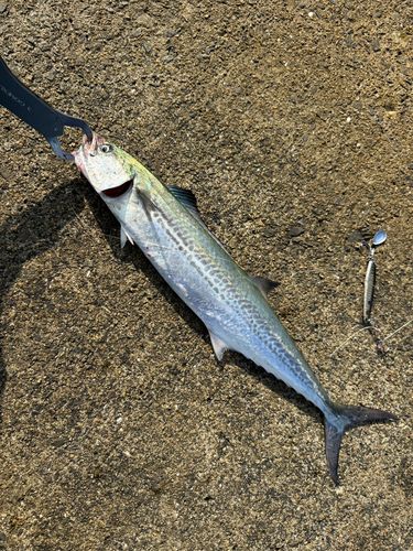サゴシの釣果