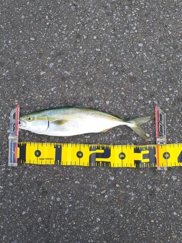 青森湾