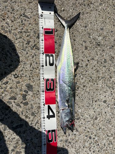 サゴシの釣果