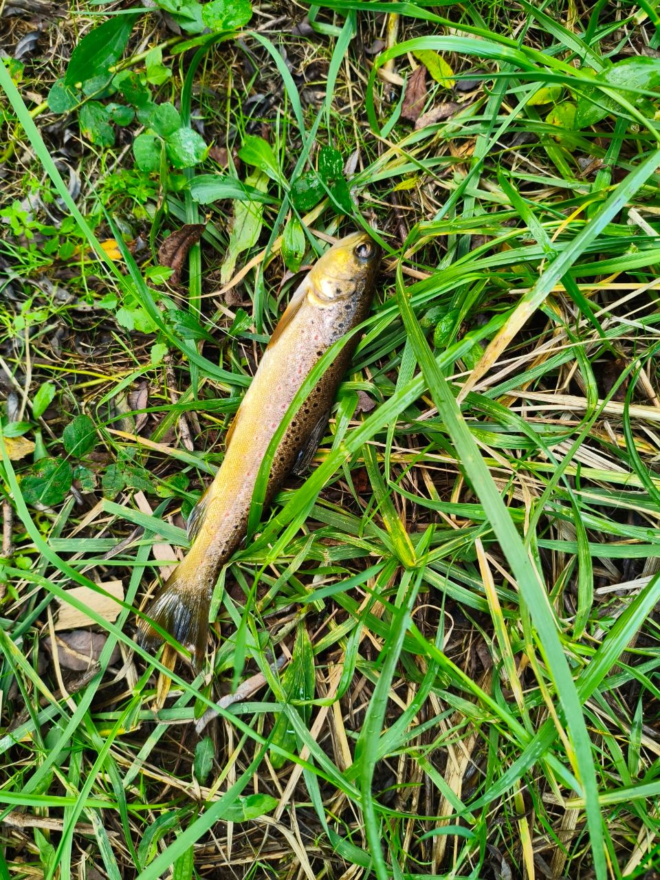 ブラウントラウト