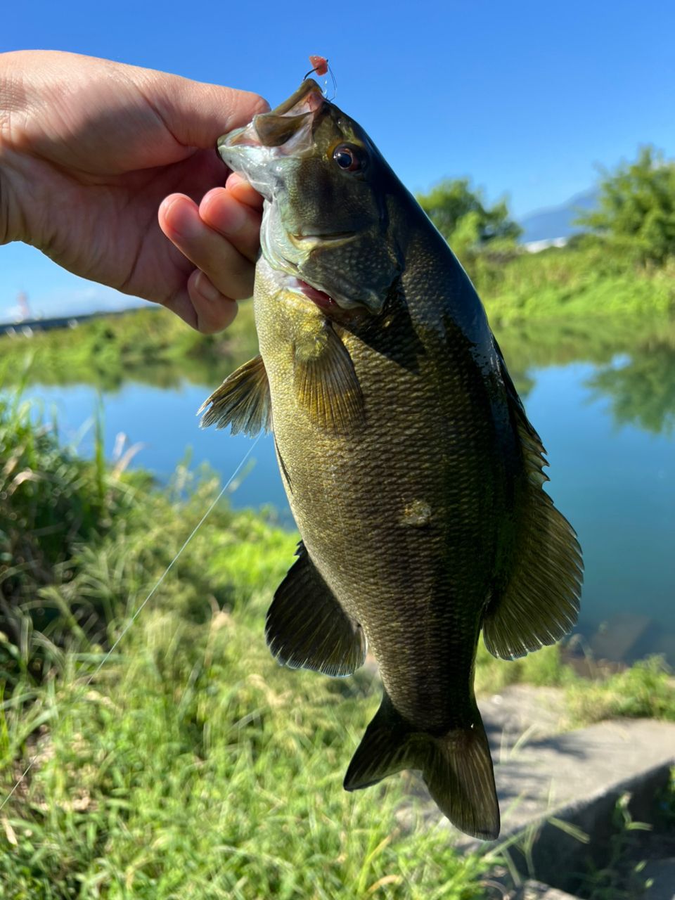 ラージマウスバス