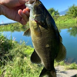 ラージマウスバス