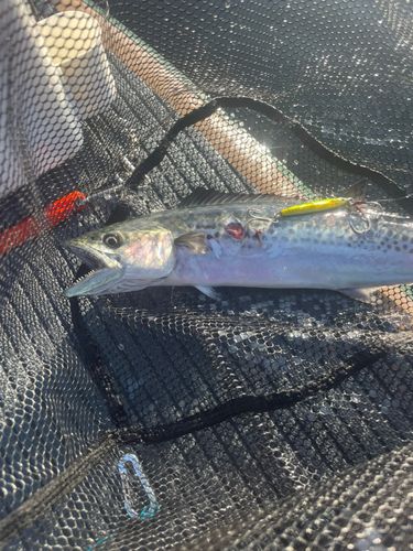 サゴシの釣果