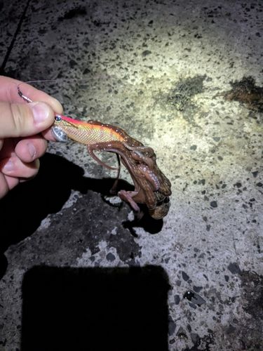 タコの釣果