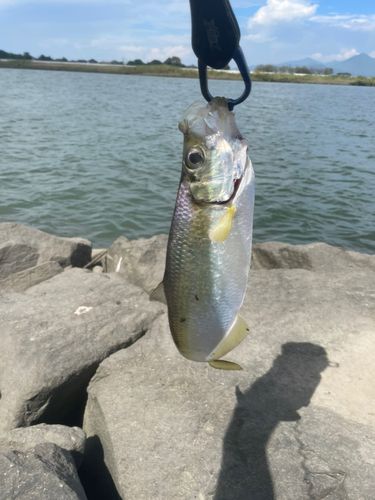 ターポンの釣果
