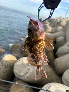 カサゴの釣果