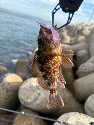 伊勢湾湾奥