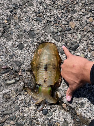 アオリイカの釣果