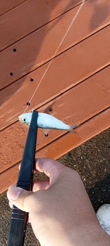 サッパの釣果