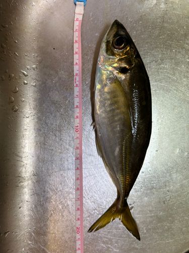 マアジの釣果