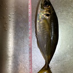 マアジ