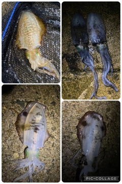 アオリイカの釣果