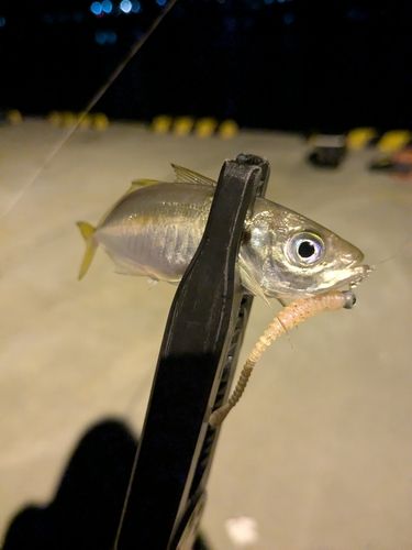釜石湾