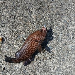 オオモンハタ