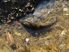 アナハゼの釣果