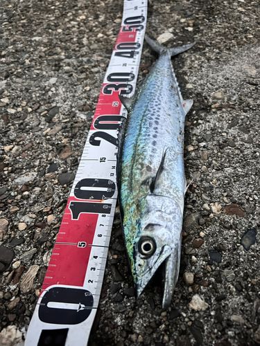 サゴシの釣果