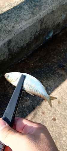 コノシロの釣果