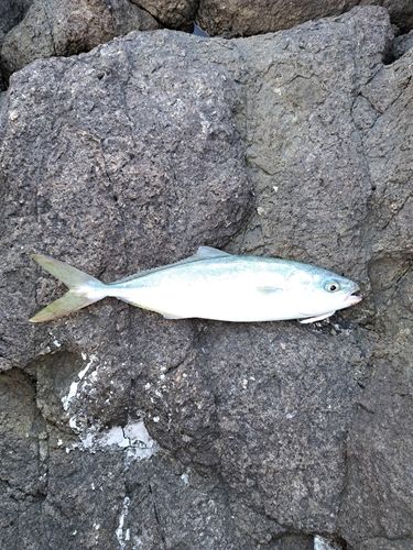 ヤズの釣果